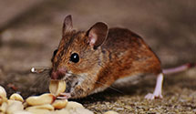 24 Hour & Emergency Exterminators in Bartlett, OH